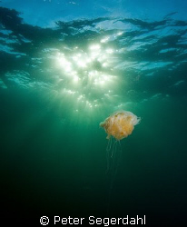 An old jellyfish enjoying a little sun at the end of a lo... by Peter Segerdahl 
